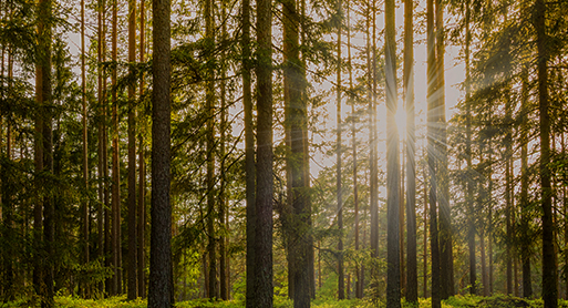 Partner Emily Schilling Elected Fellow of the American College of Environmental Lawyers
