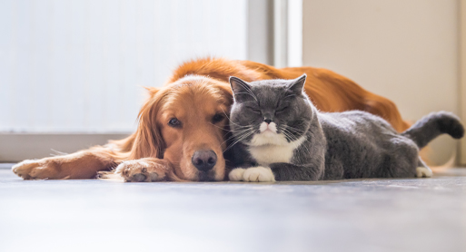 Pets Are Not Cars: The Perils of the Lease-to-Own Business Model for Pets