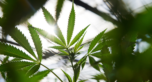 Is Reclassifying Marijuana as a Schedule III Drug the Right Move? 
